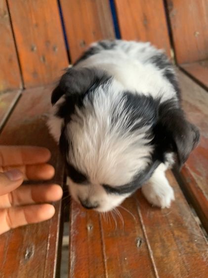 ลูกสุนัข รูปที่ 13