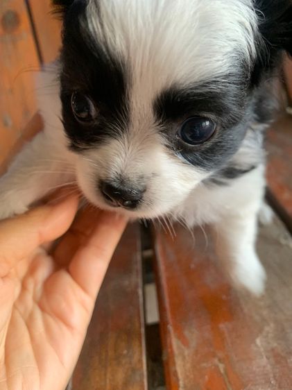 ลูกสุนัข รูปที่ 11