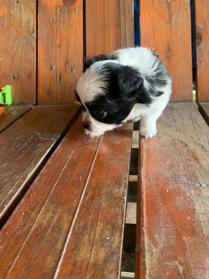 ลูกสุนัข รูปที่ 6