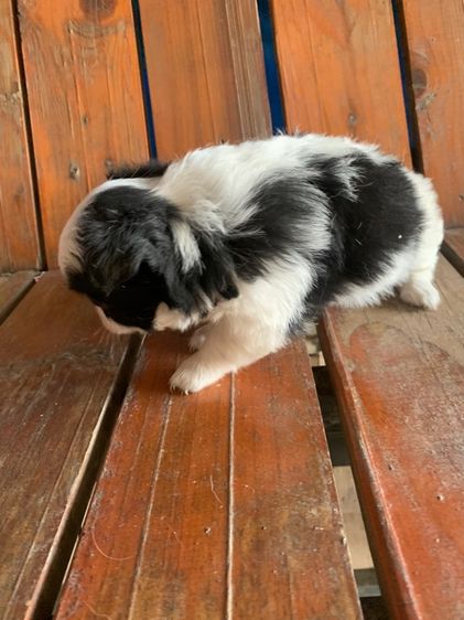 ลูกสุนัข