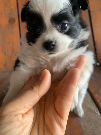 ลูกสุนัข รูปที่ 12