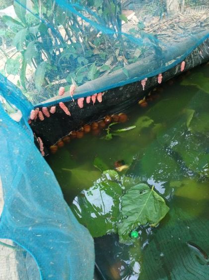 หอยเชอรี่สีทอง