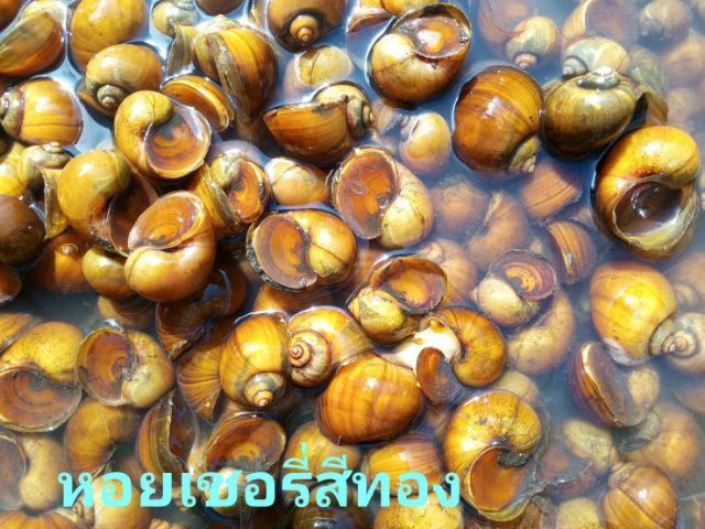 หอยเชอรี่สีทอง รูปที่ 2