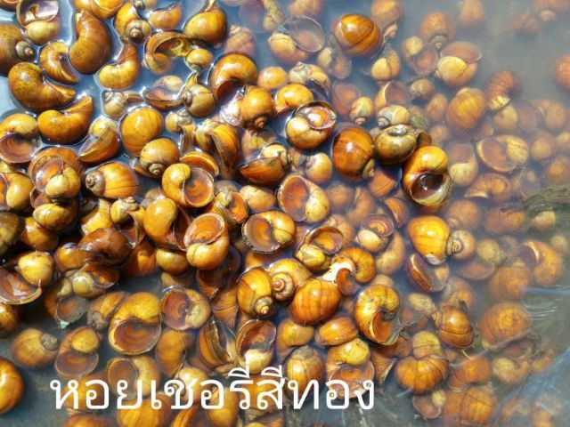 หอยเชอรี่สีทอง รูปที่ 3