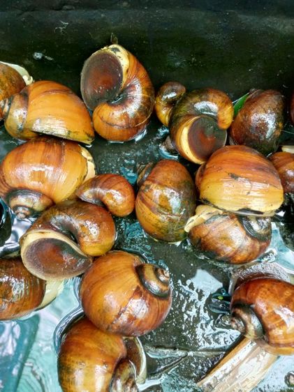 หอยเชอรี่สีทอง รูปที่ 7