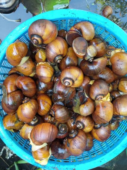 หอยเชอรี่สีทอง