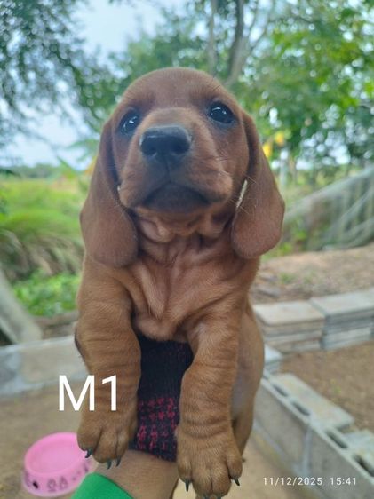 ดัชชุน(Miniature) มีเพศผู้ 4 ตัวราคา 5000บาทเพศเมีย 2 ตัวราคา 8000 บาท ต้นสายจากต่างประเทศ สนใจติดต่อ0897427279,Facebook:สามปรายฟาร์ม คอนสาร รูปที่ 5
