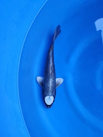 ปลาคาร์ฟนอกเลิกเลี้ยง รูปที่ 5