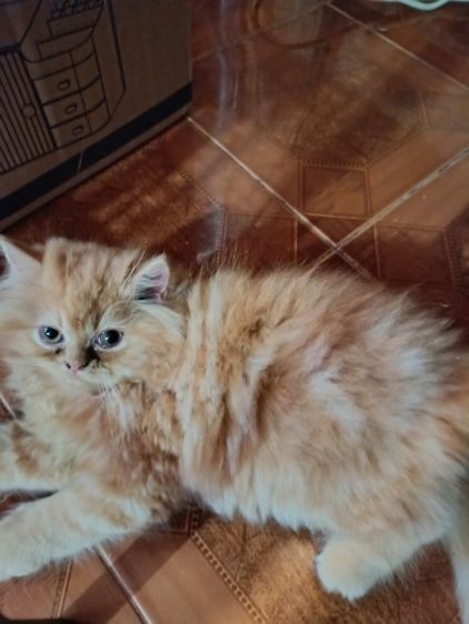 แมวส้มขอย้ายบ้านจ้า