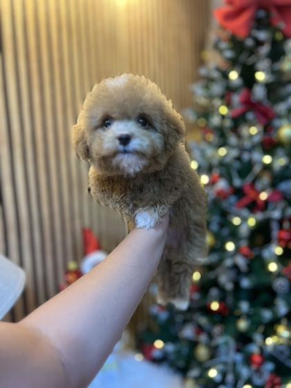 พุดเดิ้ล (Poodle) เล็ก พุดเดิ้ลทอย