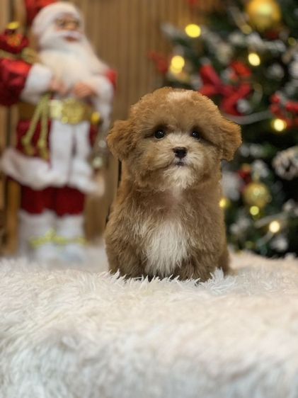 พุดเดิ้ลทอย รูปที่ 4