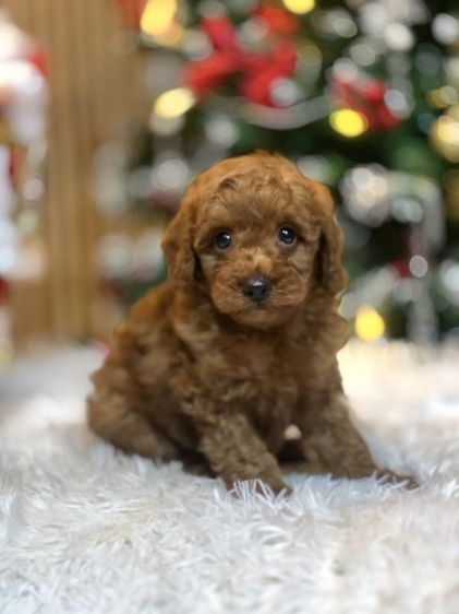 พุดเดิ้ลทอย รูปที่ 2