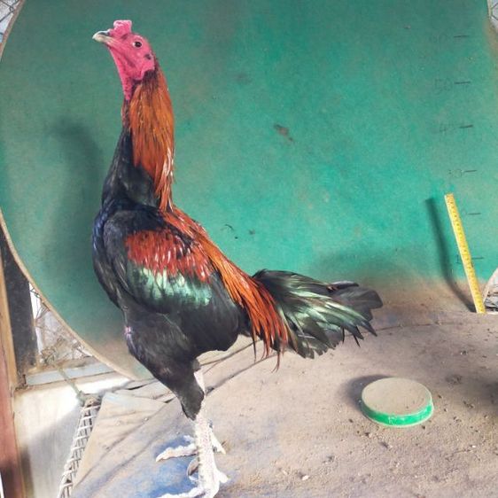แบ่งไก่เชิงสโล่ข้อหัว