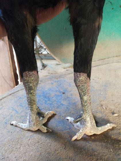 แบ่งไก่เชิงสโล่ข้อหัว รูปที่ 3