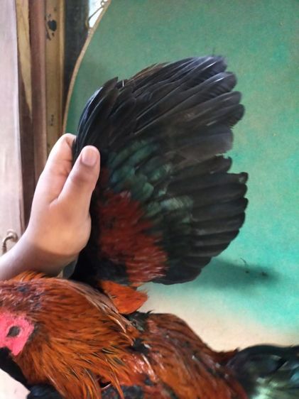 แบ่งไก่เชิงสโล่ข้อหัว รูปที่ 4