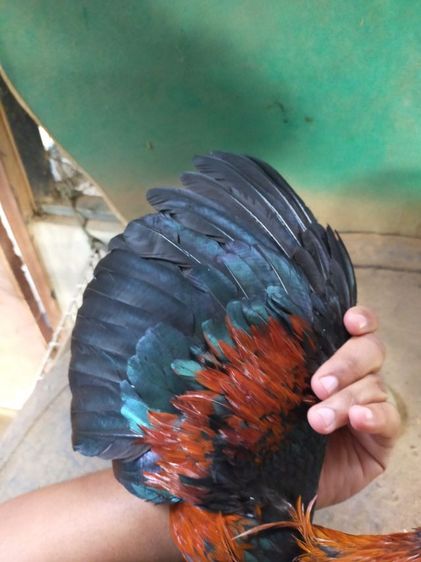 แบ่งไก่เชิงสโล่ข้อหัว รูปที่ 5