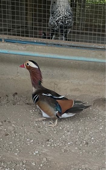 เป็ดแมนดาริน เพศผู่