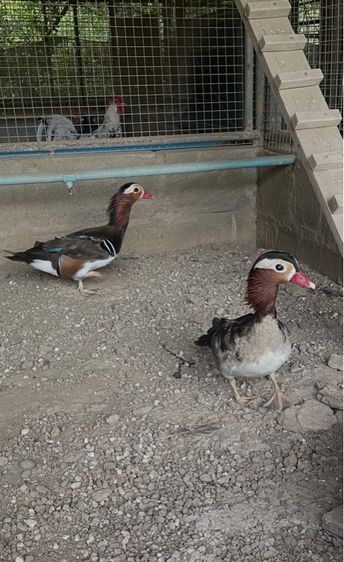 เป็ดแมนดาริน เพศผู่ รูปที่ 3