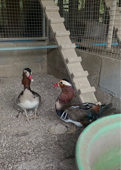 เป็ดแมนดาริน เพศผู่ รูปที่ 5