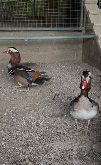 เป็ดแมนดาริน เพศผู่ รูปที่ 4