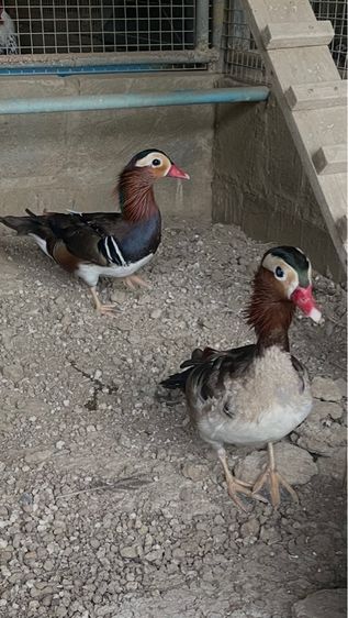 เป็ดแมนดาริน เพศผู่ รูปที่ 2