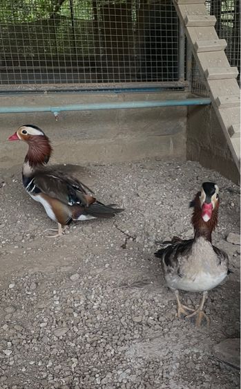 เป็ดแมนดาริน เพศผู่ รูปที่ 6