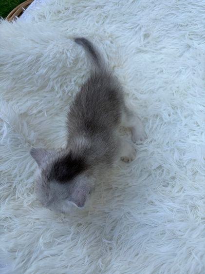 น้องสก็อตติส (พ่อบริสติ) รูปที่ 6