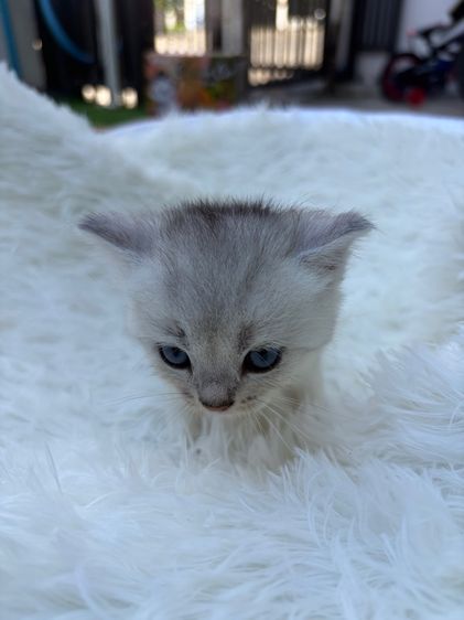 น้องสก็อตติส (พ่อบริสติ) รูปที่ 2