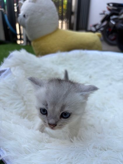 น้องสก็อตติส (พ่อบริสติ) รูปที่ 7