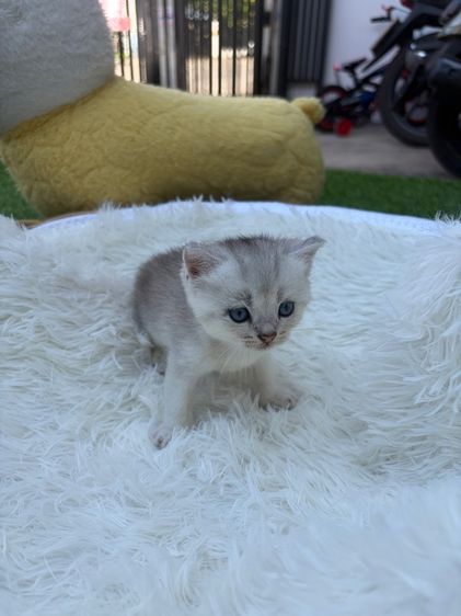 น้องสก็อตติส (พ่อบริสติ) รูปที่ 4