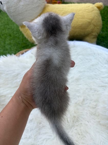 น้องสก็อตติส (พ่อบริสติ) รูปที่ 11