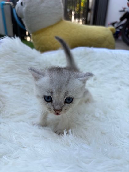 น้องสก็อตติส (พ่อบริสติ) รูปที่ 5