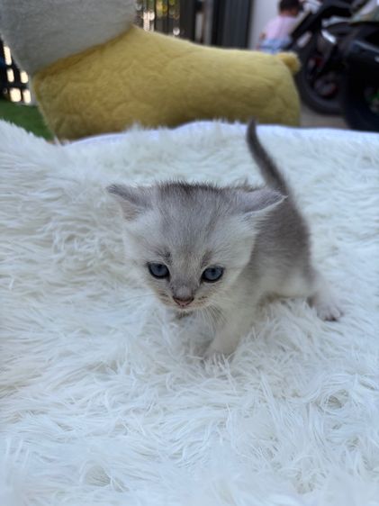 น้องสก็อตติส (พ่อบริสติ) รูปที่ 8