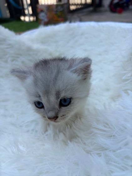 สก็อตติช โฟลด์ (Scottish Fold) น้องสก็อตติส (พ่อบริสติ)