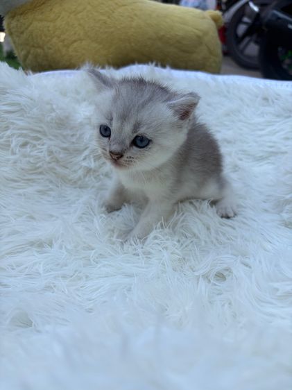 น้องสก็อตติส (พ่อบริสติ) รูปที่ 10