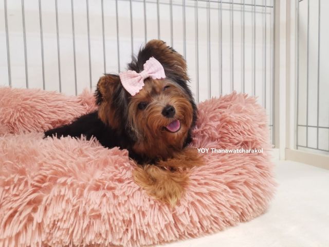 ยอร์คเชียร์ เทอร์เรีย (Yorkshire Terrier) เล็ก ยอร์คเชียร์เพศเมีย7เดือน วัคซีนครบ