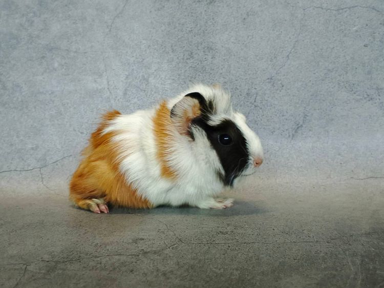 น้องหนูแกสบี้หน้าแบ๊ว รูปที่ 5