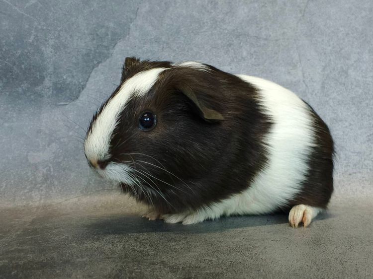 น้องหนูแกสบี้หน้าแบ๊ว รูปที่ 3