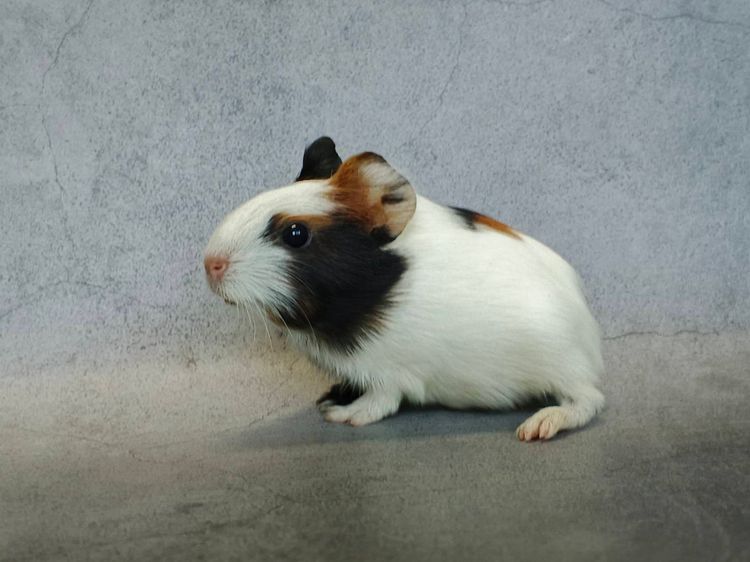 น้องหนูแกสบี้หน้าแบ๊ว รูปที่ 6