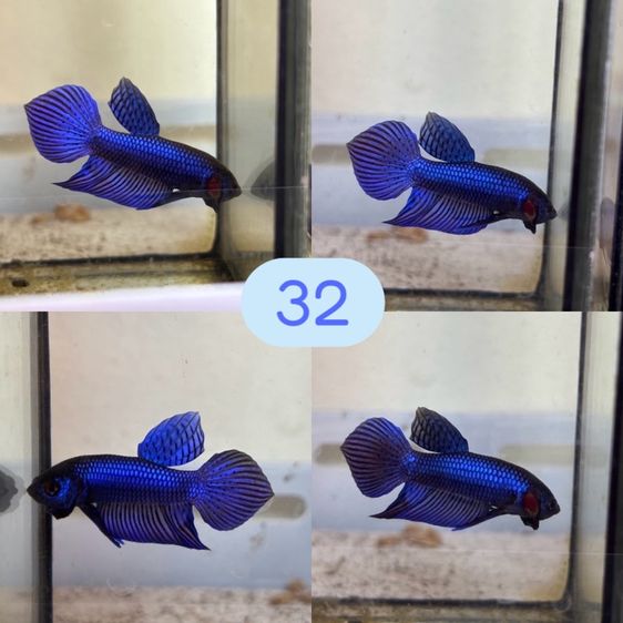 ปลากัด ป่ามหาชัย รูปที่ 2