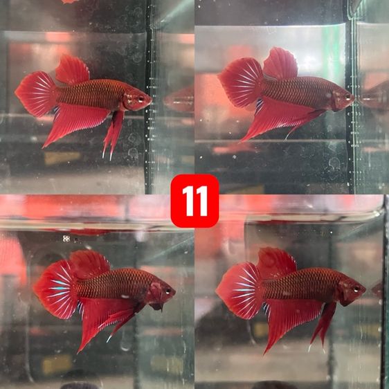 ปลากัด ป่ามหาชัย รูปที่ 5