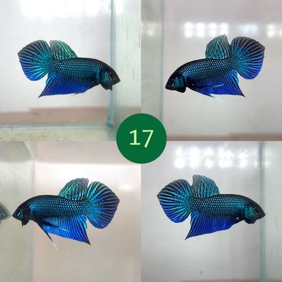 ปลากัด ป่ามหาชัย