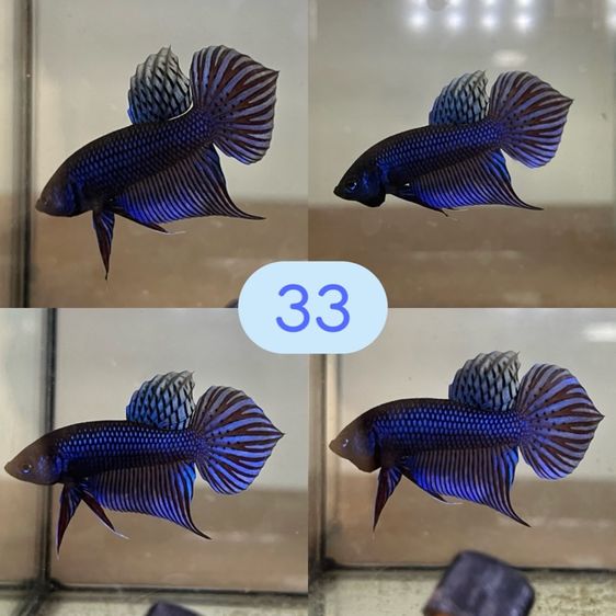 ปลากัด ป่ามหาชัย รูปที่ 6