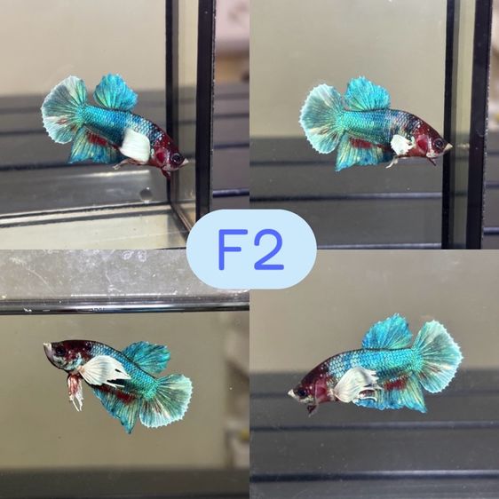 ปลากัด ปลาสวยงาม รูปที่ 8
