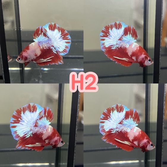 ปลากัด ปลาสวยงาม รูปที่ 17