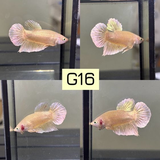 ปลากัด ปลาสวยงาม รูปที่ 5