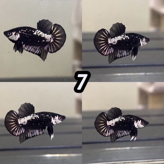 ปลากัด ปลาสวยงาม