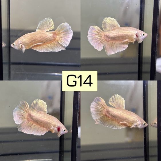 ปลากัด ปลาสวยงาม รูปที่ 6