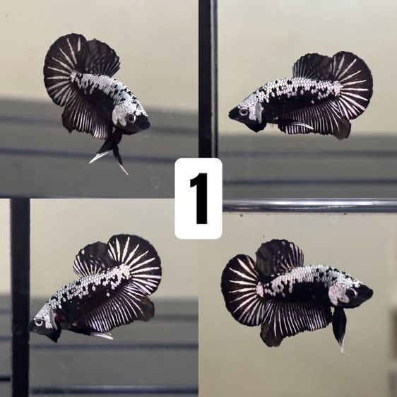 ปลากัด ปลาสวยงาม รูปที่ 4