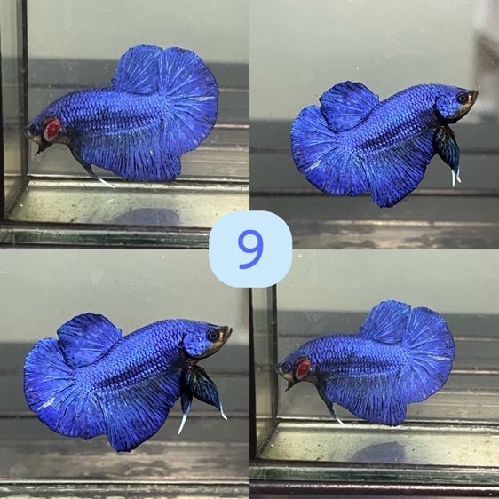 ปลากัด ปลาสวยงาม รูปที่ 15